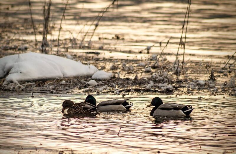 putns, ūdens, upe, ziema Ūdens putni  фото превью