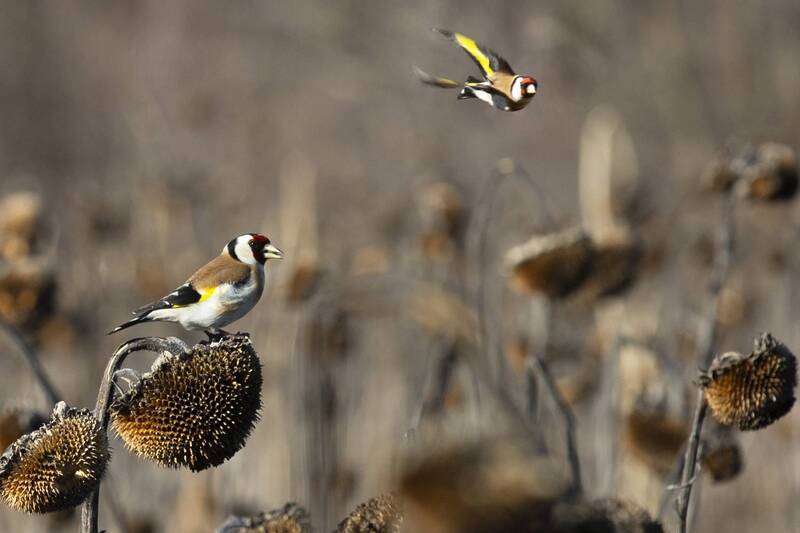 Щеглы -комбайнёры фото превью