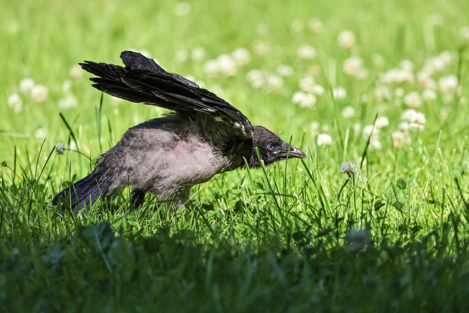 ворона, вороненок, птенец, птицы, Ruslan Pl