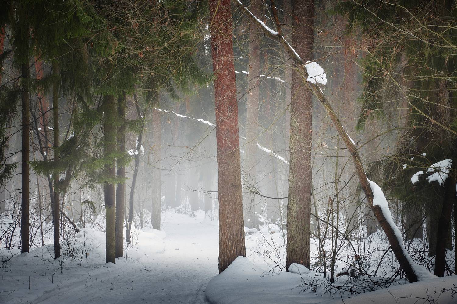 лес, туман, зима, Валерий Вождаев