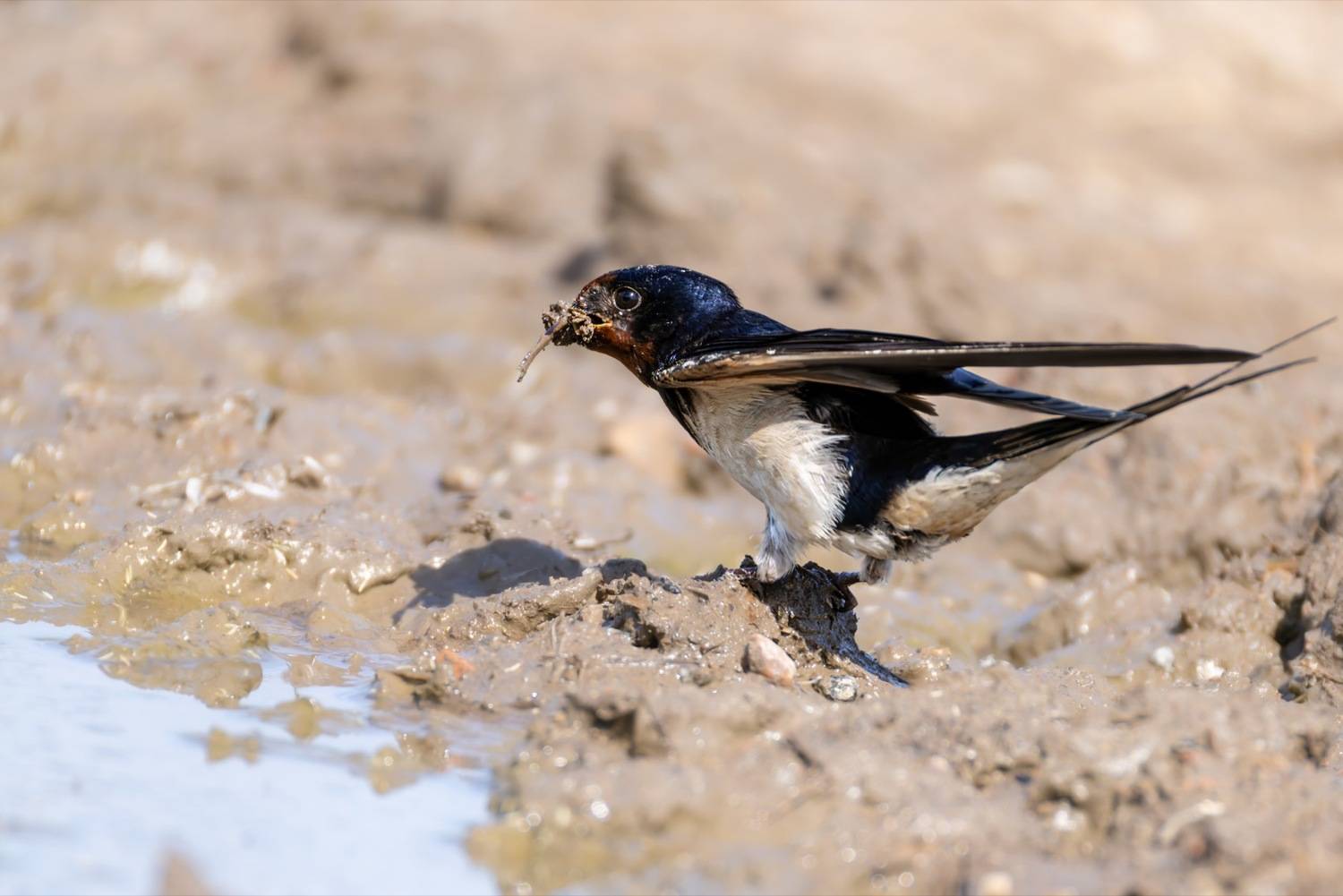 ласточка, птицы, деревенская ласточка, Ruslan Pl