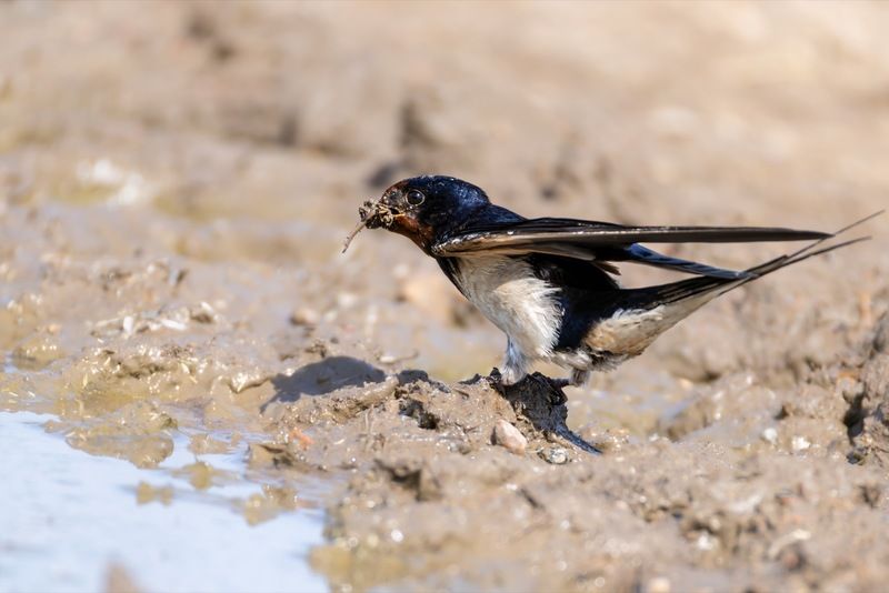 ласточка, птицы, деревенская ласточка Маленький строитель фото превью