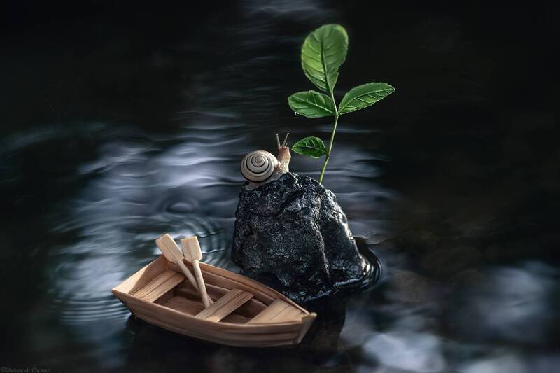 остров, жизнь, поиск, побег, река, вода, лодка, улитка, макро истории, макро мир, макро красота, сказка, волшебство, тишина, истина, осознаность, мудрость, фотографчорный, сашачорный, коростышев, украина Неспроста росток зеленой новой жизни зовётся - побег фото превью