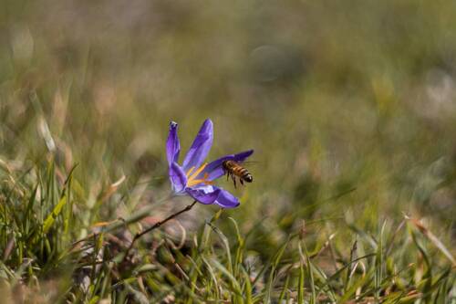 Мартовские крокусы.