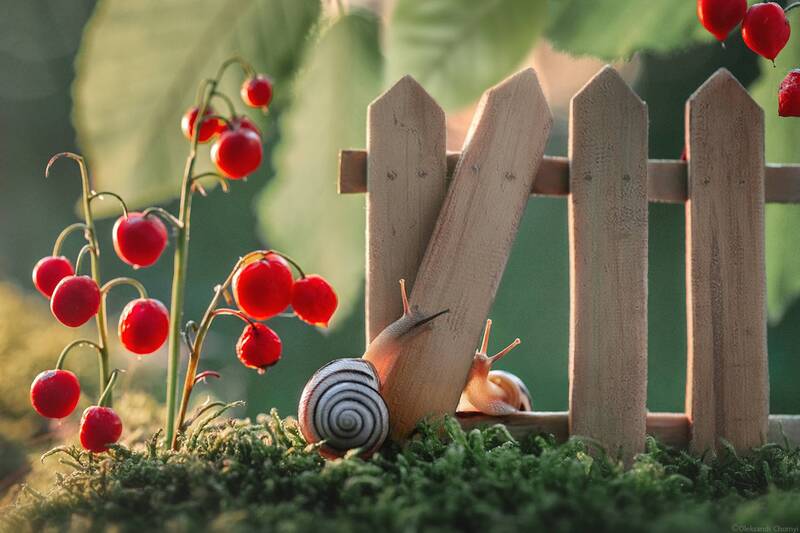 юмористическая сцена, макро сюжет, макро истории, преступление, воришки, ягоды, забор, проникновение, улитки, напарники, сад, волшебство, милый сюжет, забавный, детство, фотографчорный, сашачорный, сказка, коростышев, украина \