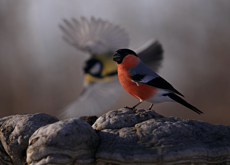 *** фото превью