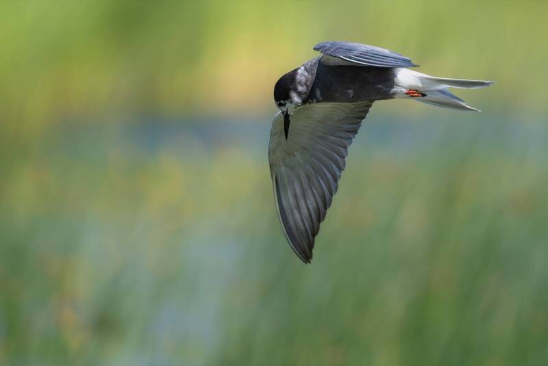 крачка, черная крачка, птицы Ловец рыбы фото превью