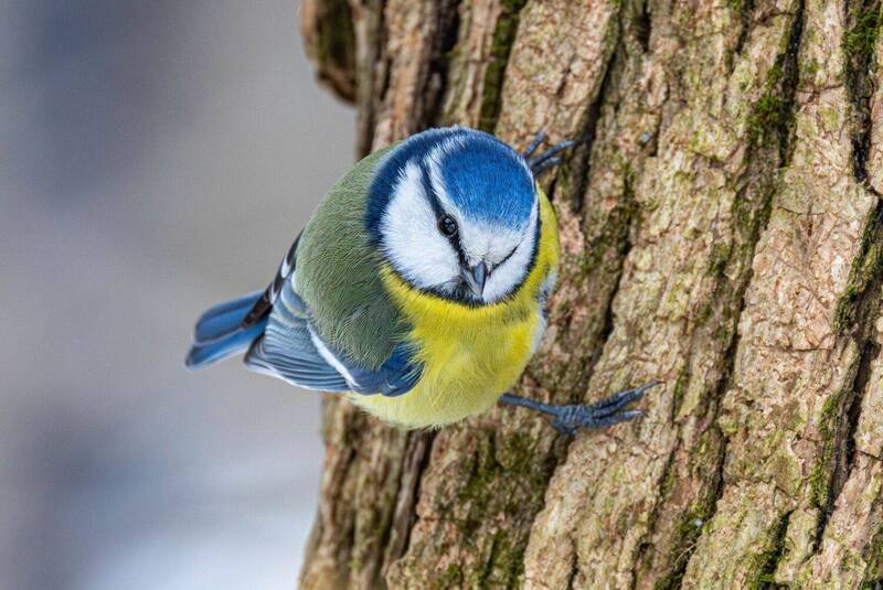 Лазоревка в дозоре фото превью