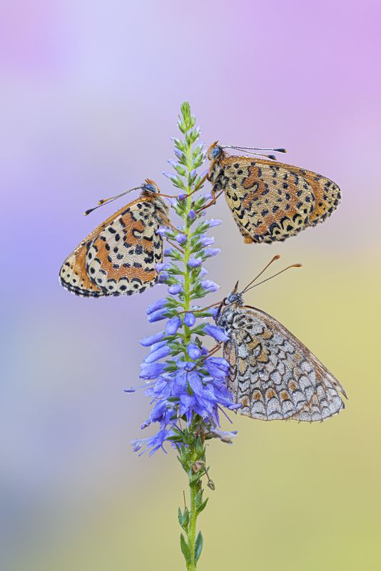 marophotography, butterfly, bugs Tris  фото превью