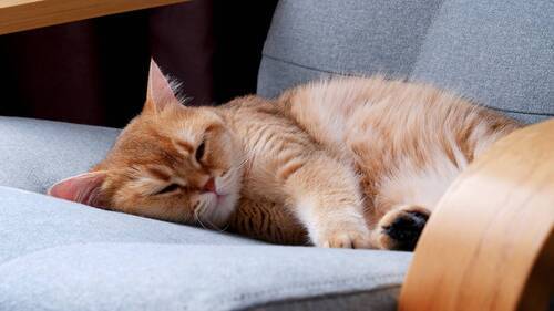 Первые работы