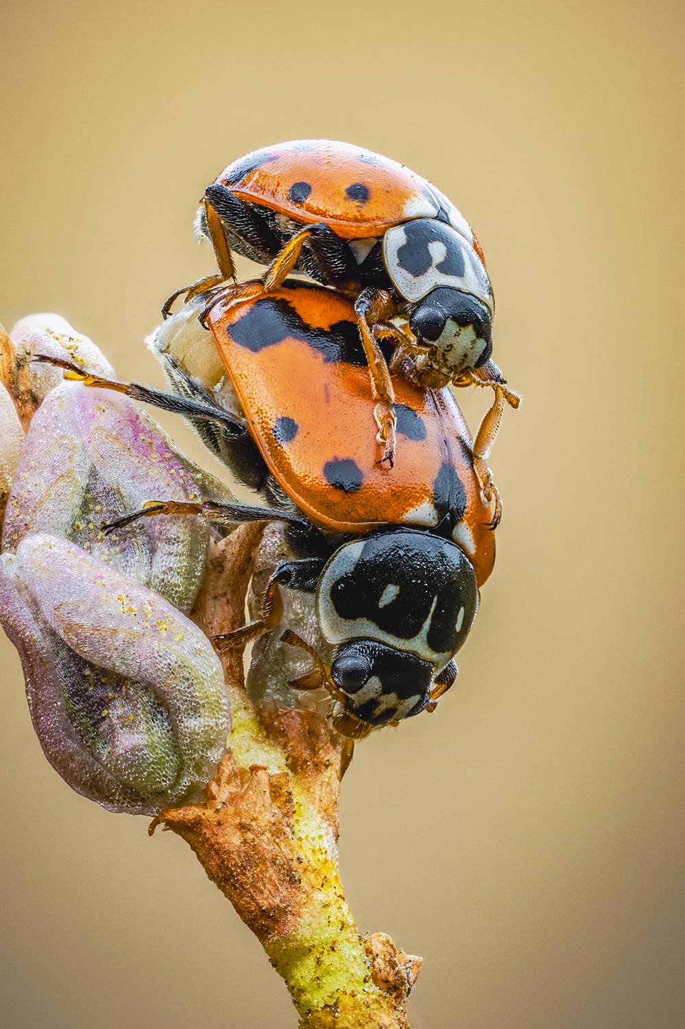 божья коровка, жук, Alexsandr Grigoriev