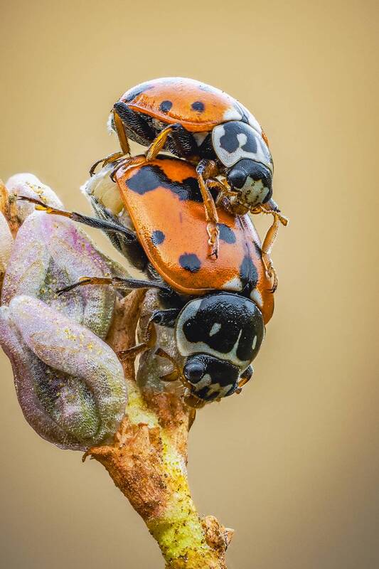 божья коровка, жук Божья коровка фото превью