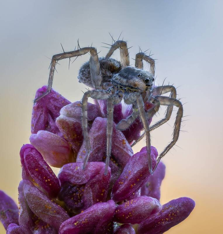 паук, паук pardosa Паук Pardosa sp. фото превью