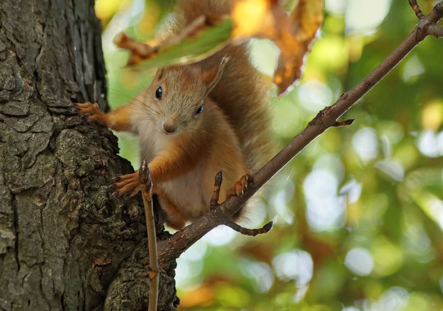 Белка, Чепленко Алексей