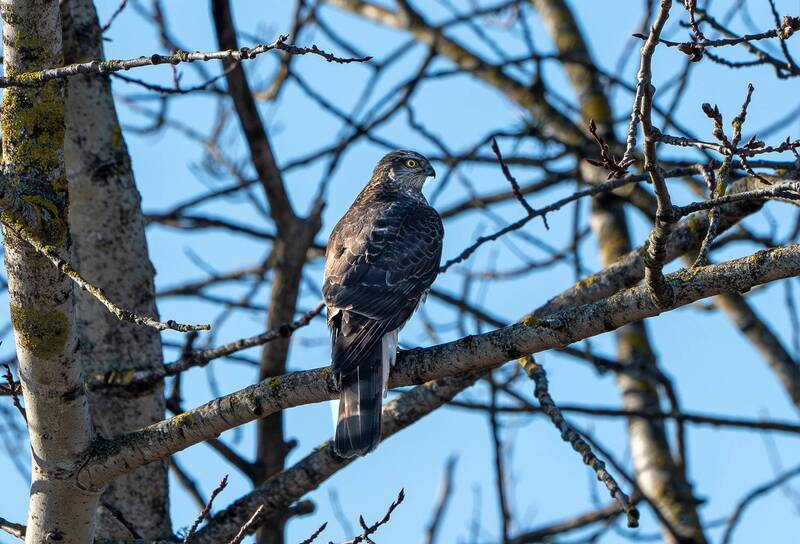 Перепелятник фото превью