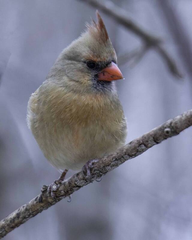 Northern cardinal фото превью