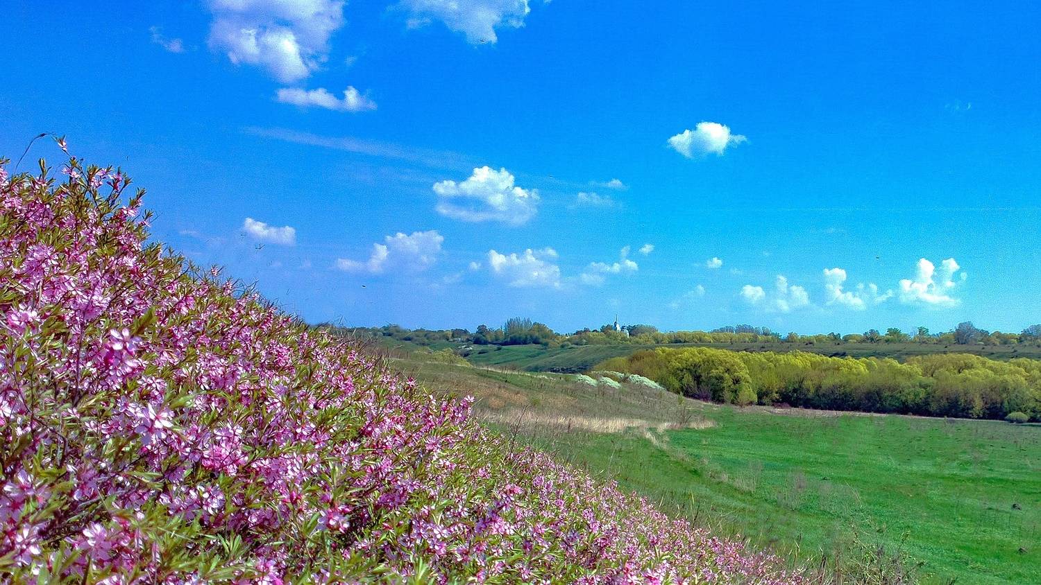 олым, кузилинкинагора, весна, дикийминдаль, Николай Бологов