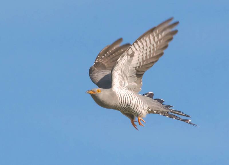 Майская гостья фото превью