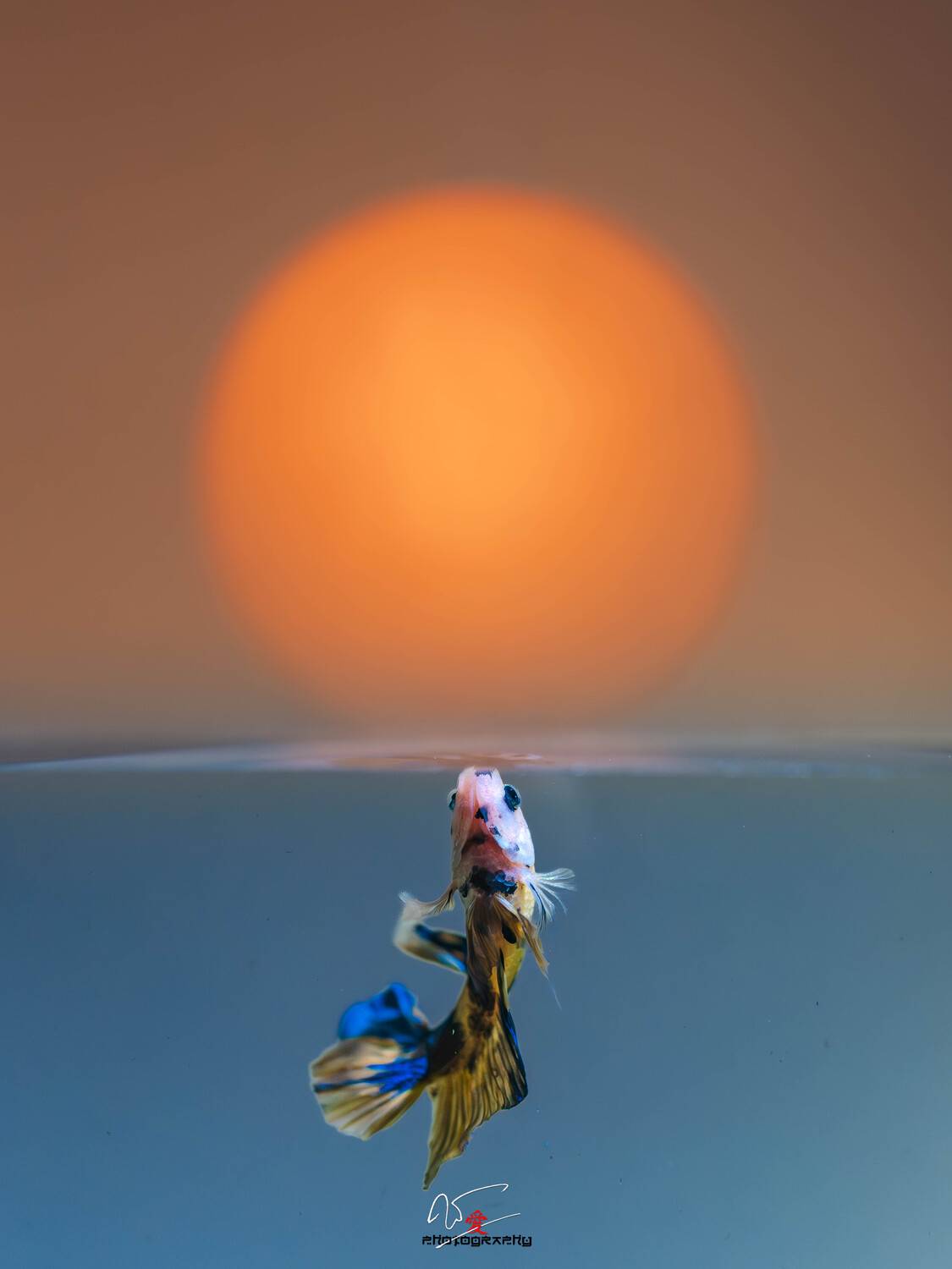 sun, betta, fish, fake, Do Trung