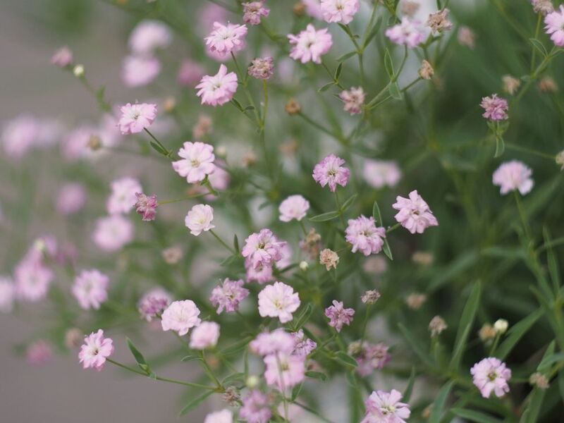 природа, макро *** фото превью