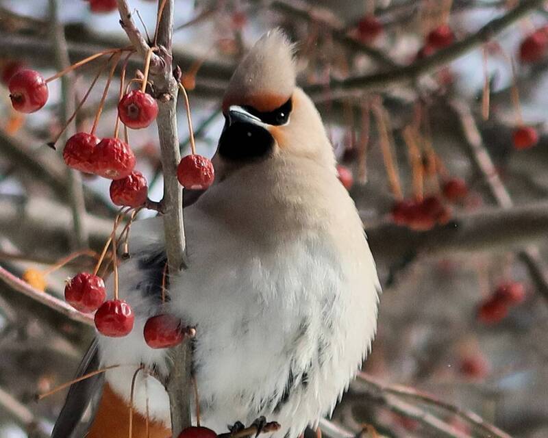 птицы, свиристель, хохолок Хохолок украшает фото превью