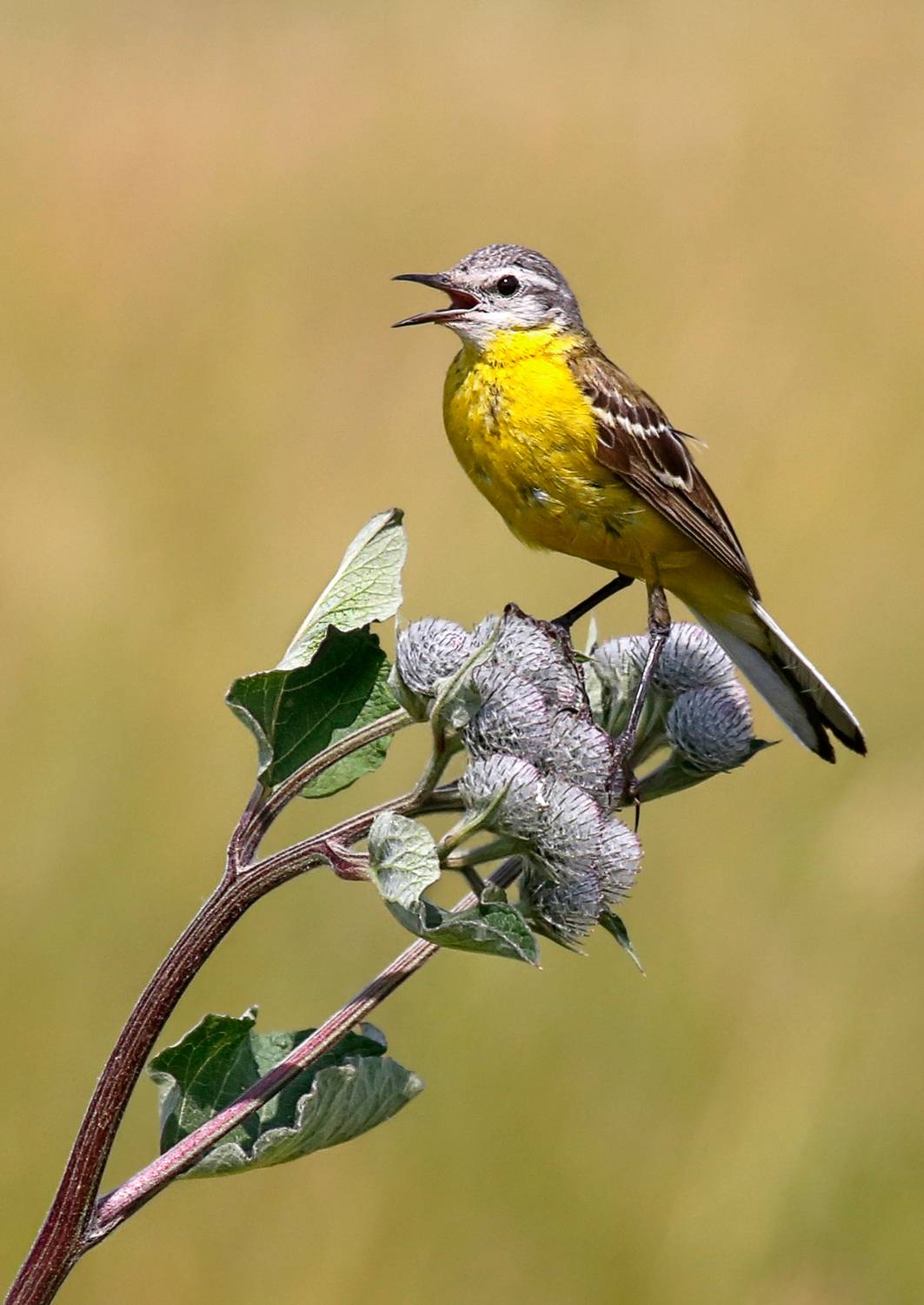 , Ушаков Валерий