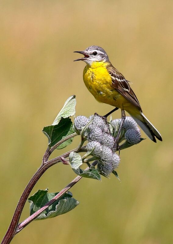 Жёлтая трясогузка фото превью