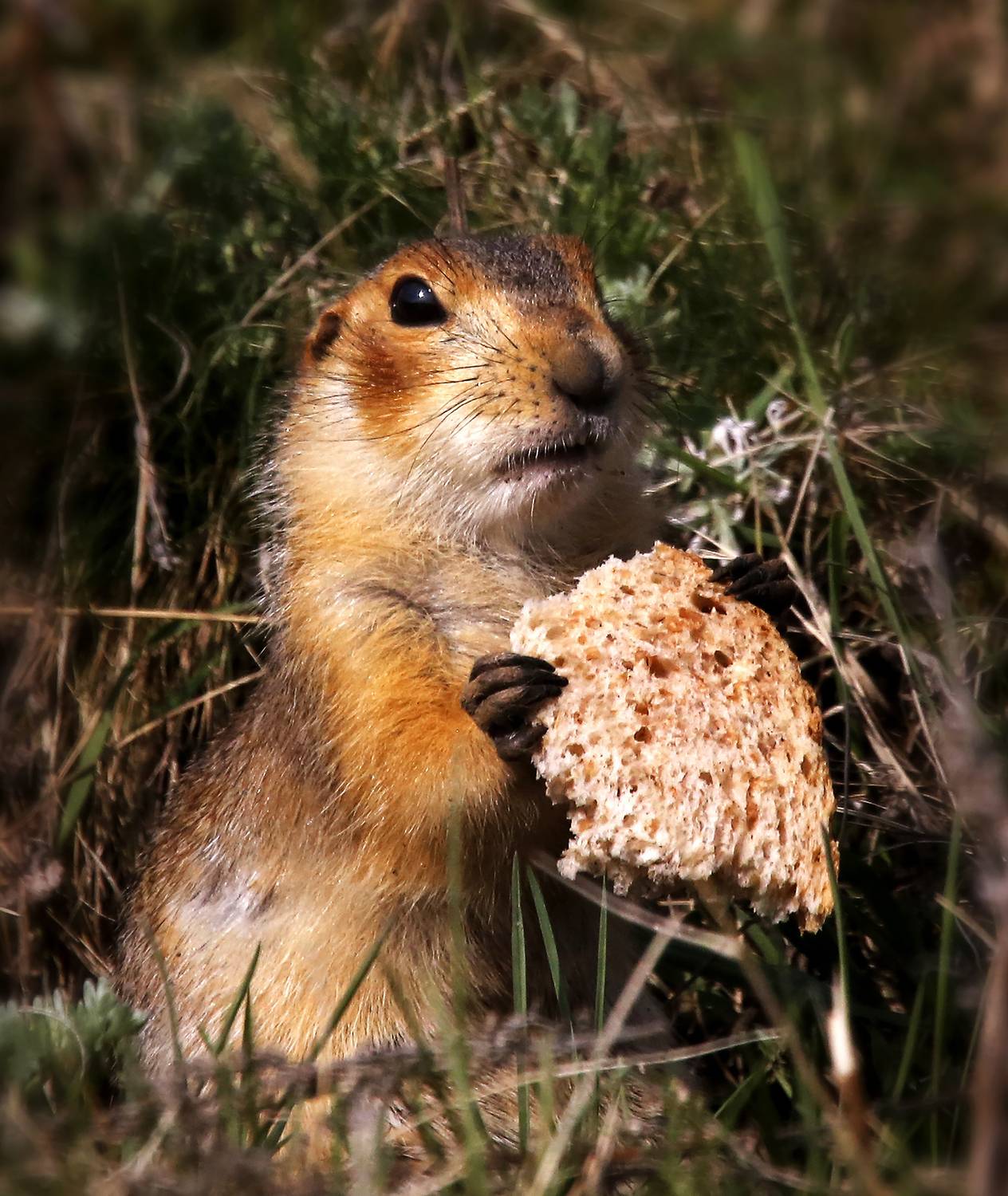 , Ушаков Валерий