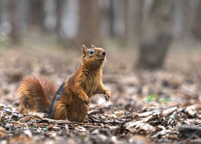 животные, белка, парк А что там у вас? фото превью