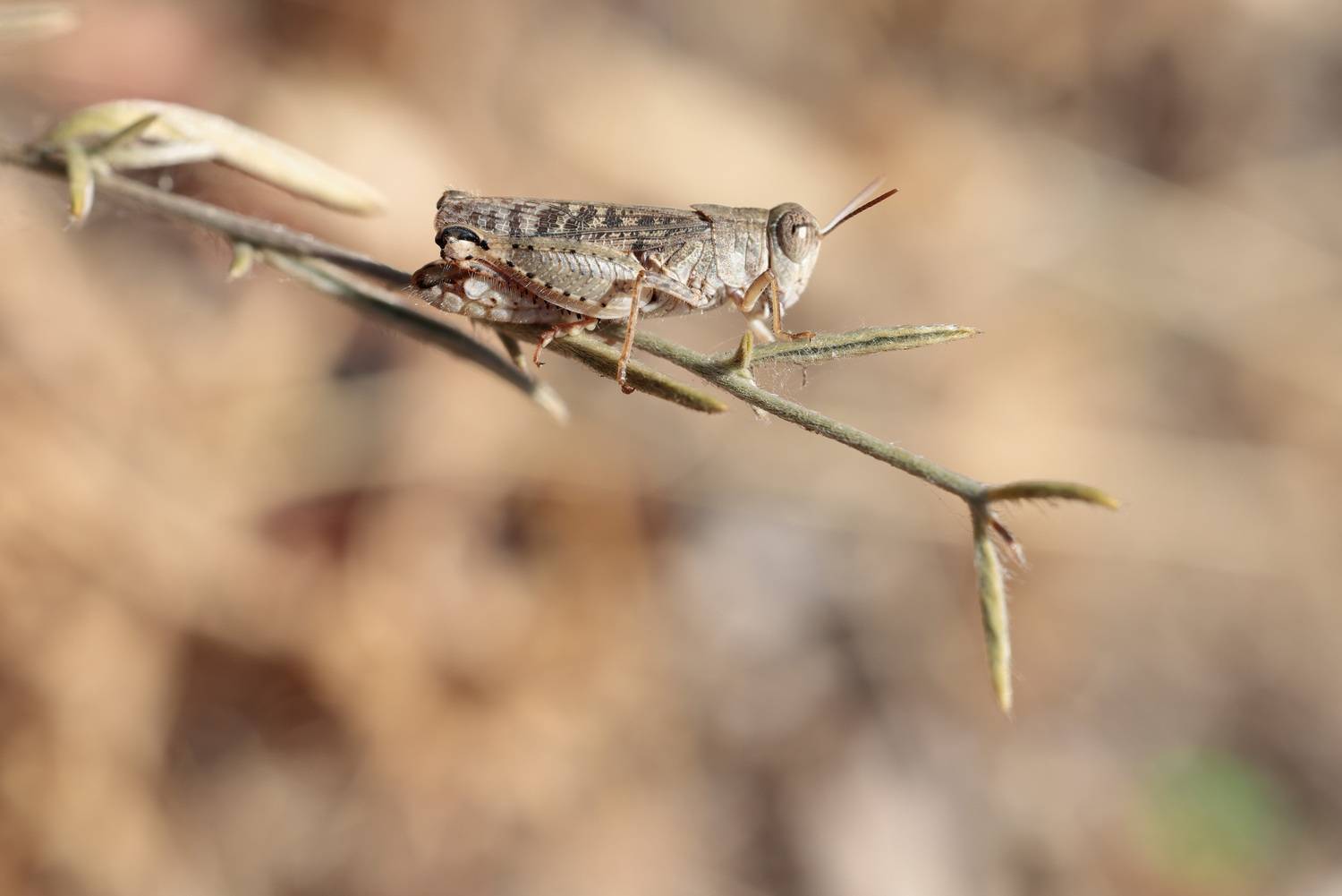 природа, насекомое, прус, лето, Алексей Попов