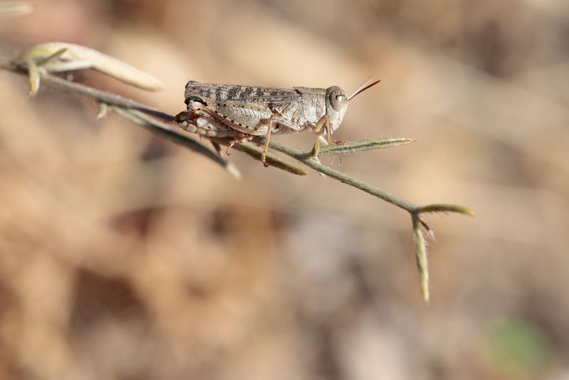 природа, насекомое, прус, лето Прус пустынный фото превью