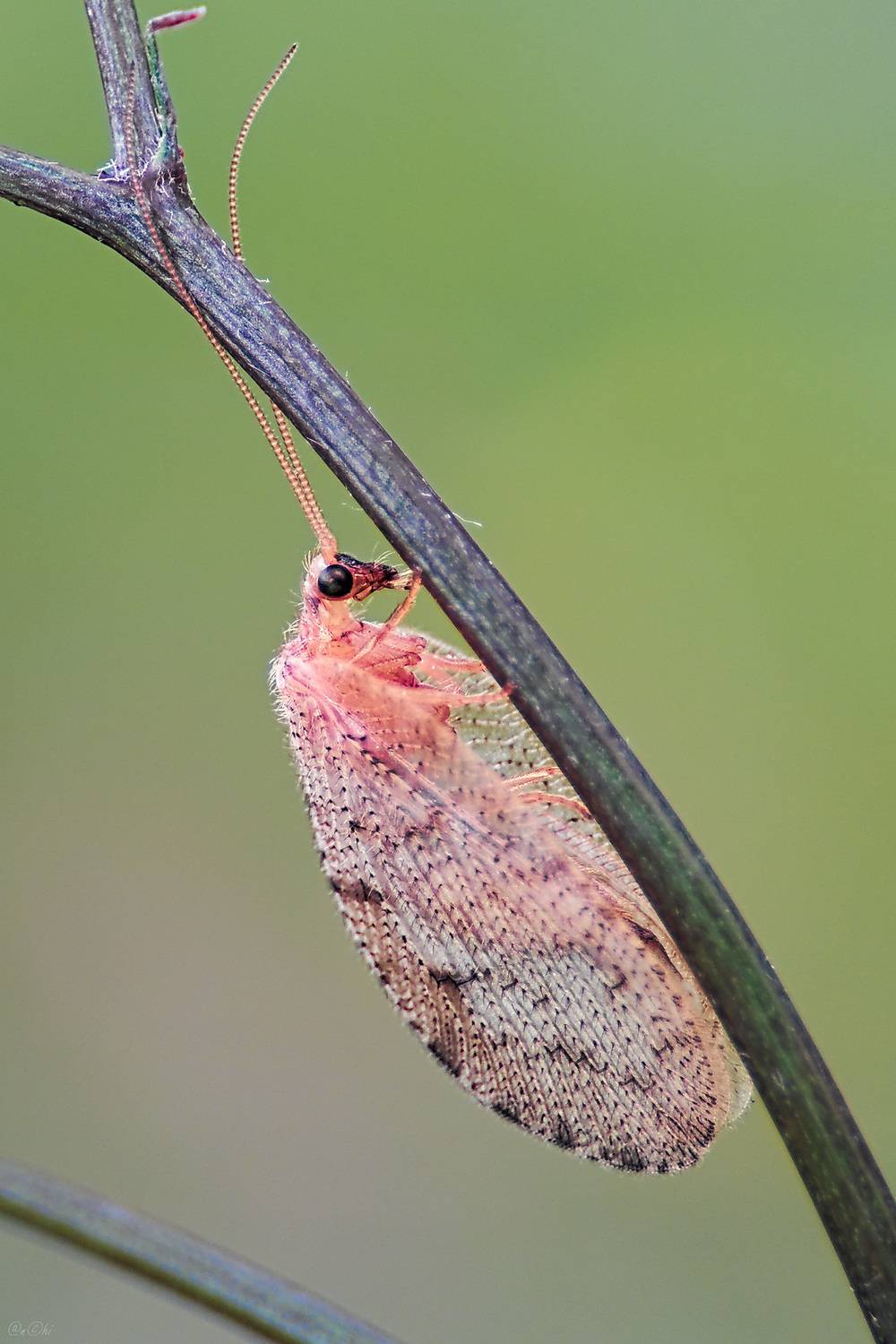 микромус, Чи. Анатолий