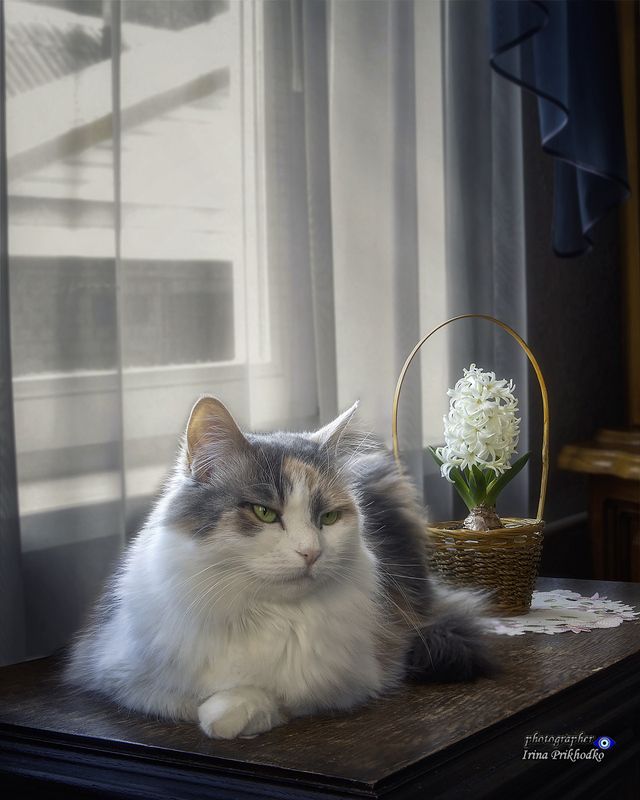 животные, питомцы, цветы, луковичные, гиацинт Фотосессия с гиацинтом фото превью