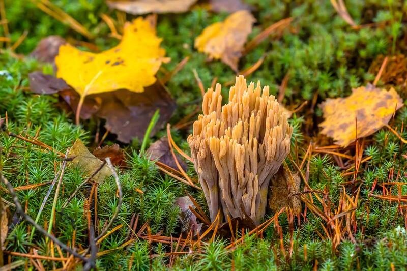 .... фото превью