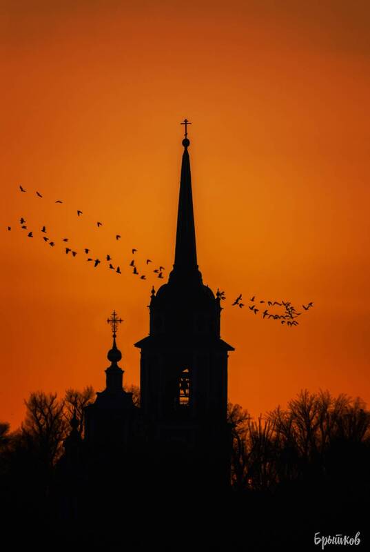 Птицы фото превью