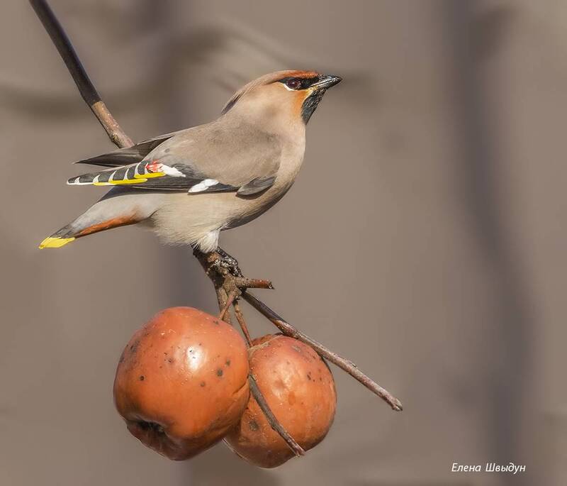 bohemian waxwing, bird, birds, свиристель Свиристель в яблоках фото превью