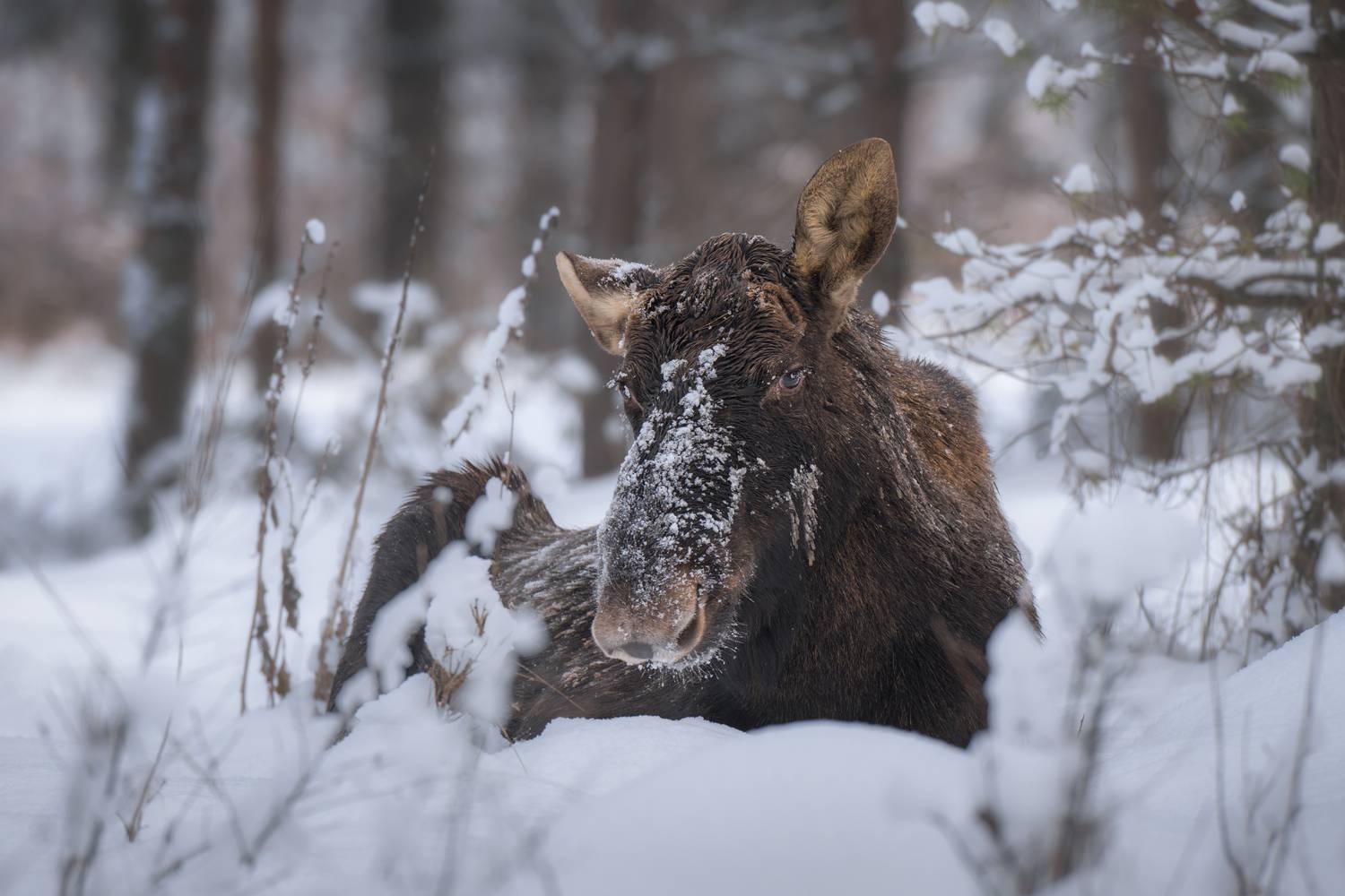 moose, animal, wildlife, winter, snow, forest, nature, resting, mammal, cold, portrait, fur, woods, wilderness, brown, close-up, природа, зима, снег, лось, животные, красный бор, Андрей