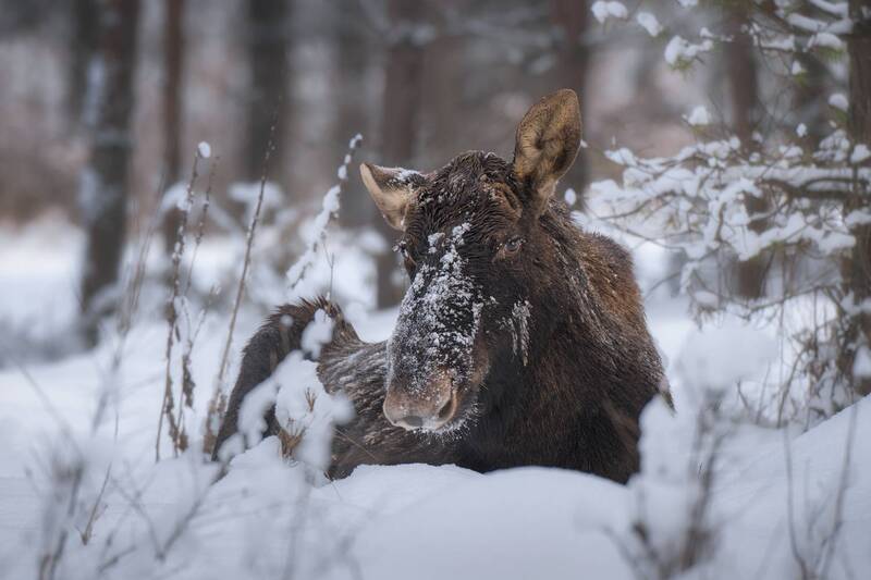 moose, animal, wildlife, winter, snow, forest, nature, resting, mammal, cold, portrait, fur, woods, wilderness, brown, close-up, природа, зима, снег, лось, животные, красный бор Среди сугробов фото превью