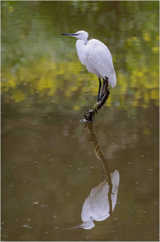 цапля, птица Малая белая цапля. фото превью