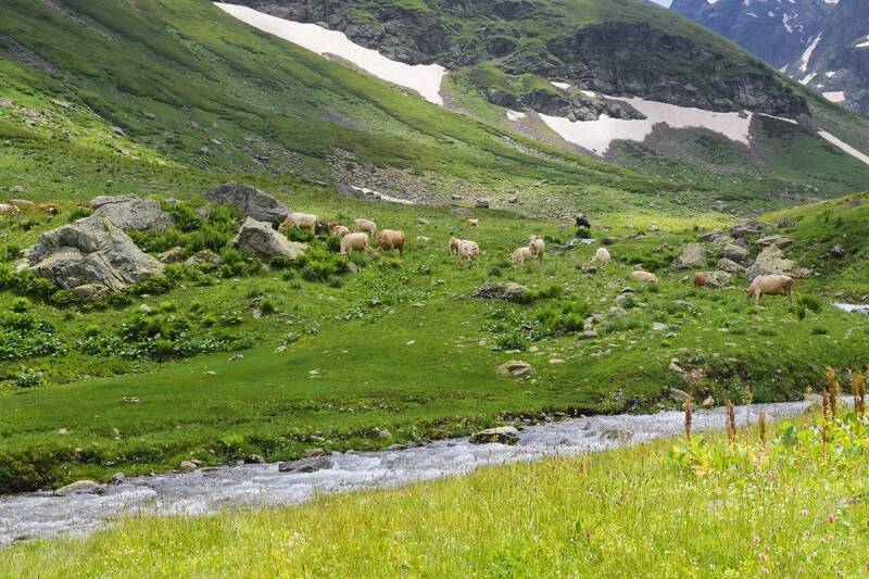 ... с коровами. фото превью