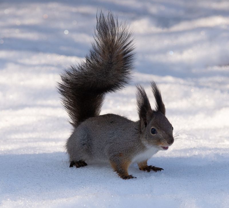 Веселая белка. фото превью