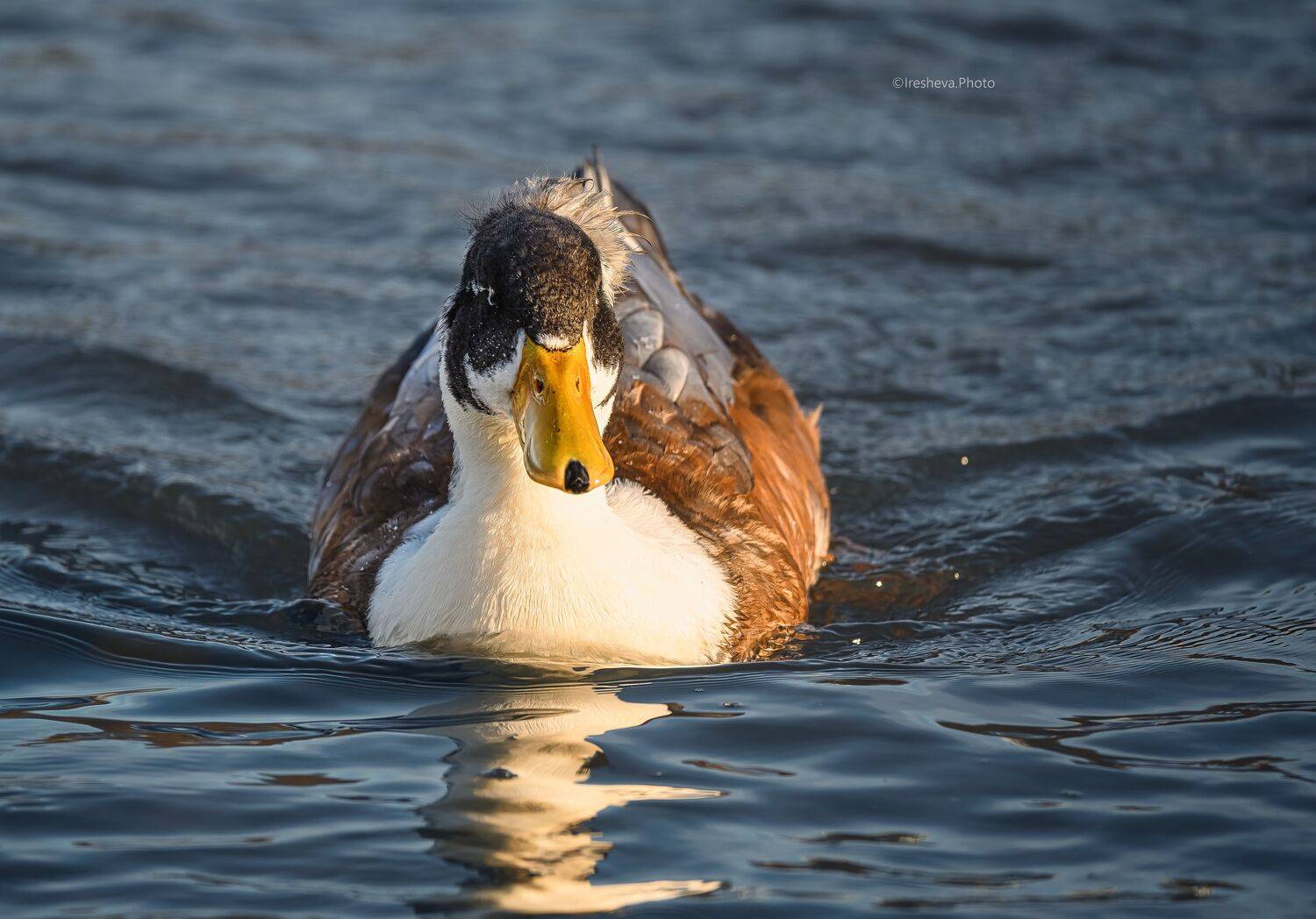 Хохлатая утка, селезень, утка, Ирешева Мария