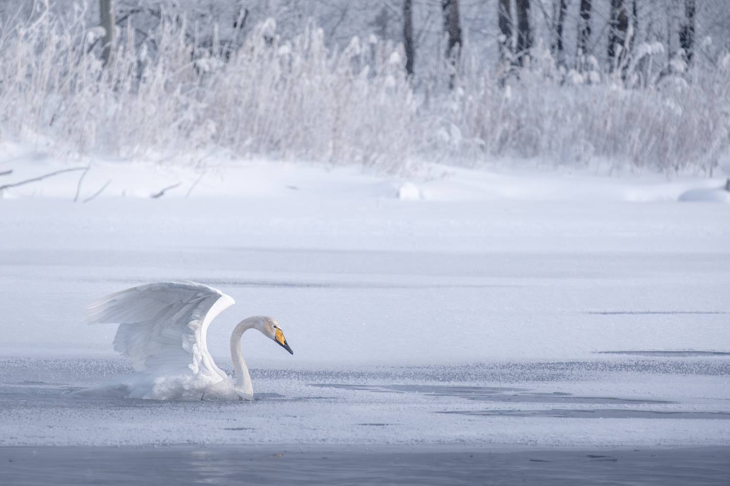 , Александра Тараскина