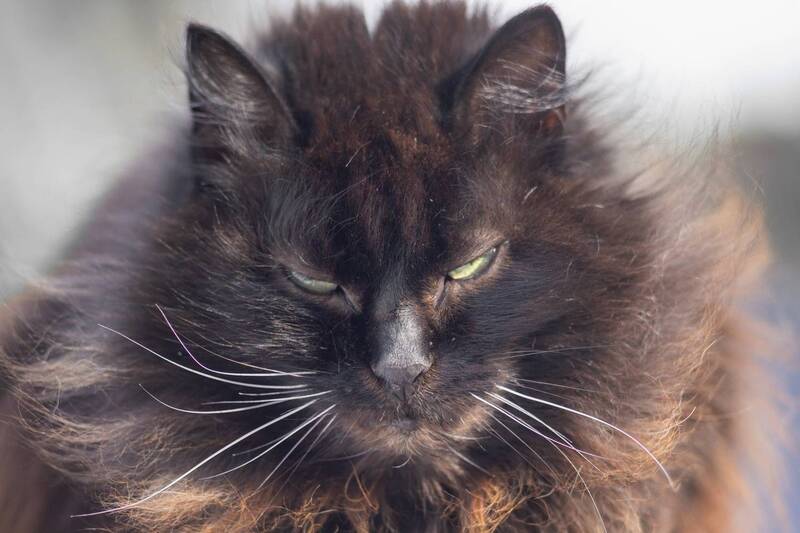 кот Безмолвный наблюдатель. фото превью