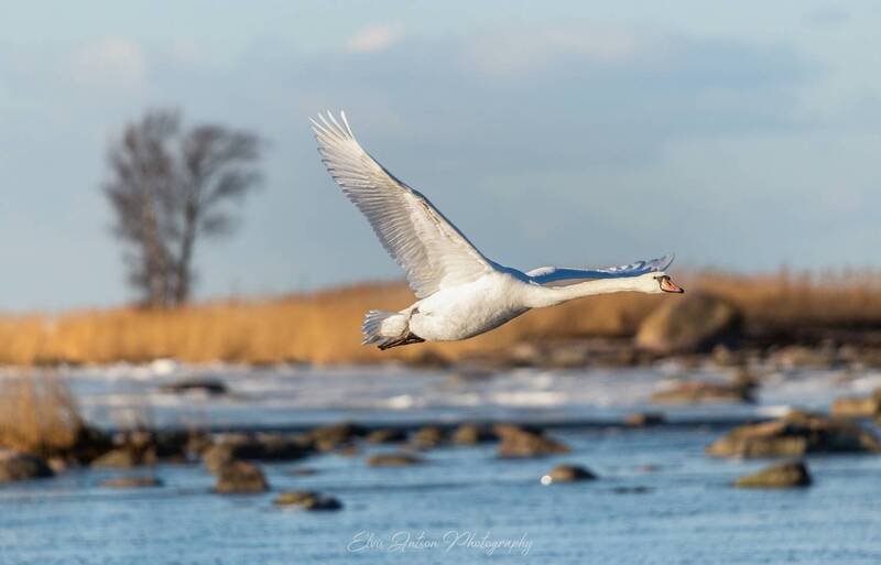 лебедь, лебедь шипун, птицы, весна, birds, birdwatching, орнитология, балтийское море, эстония Лебединая весна фото превью