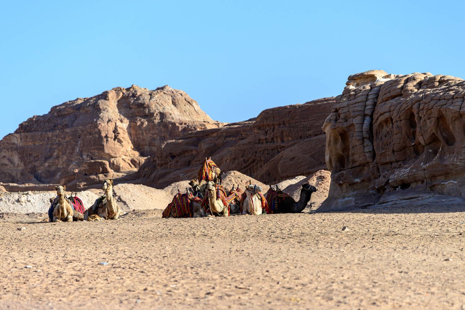 верблюд, корабль пустыни, пустыня, египет, Сторожев Олег