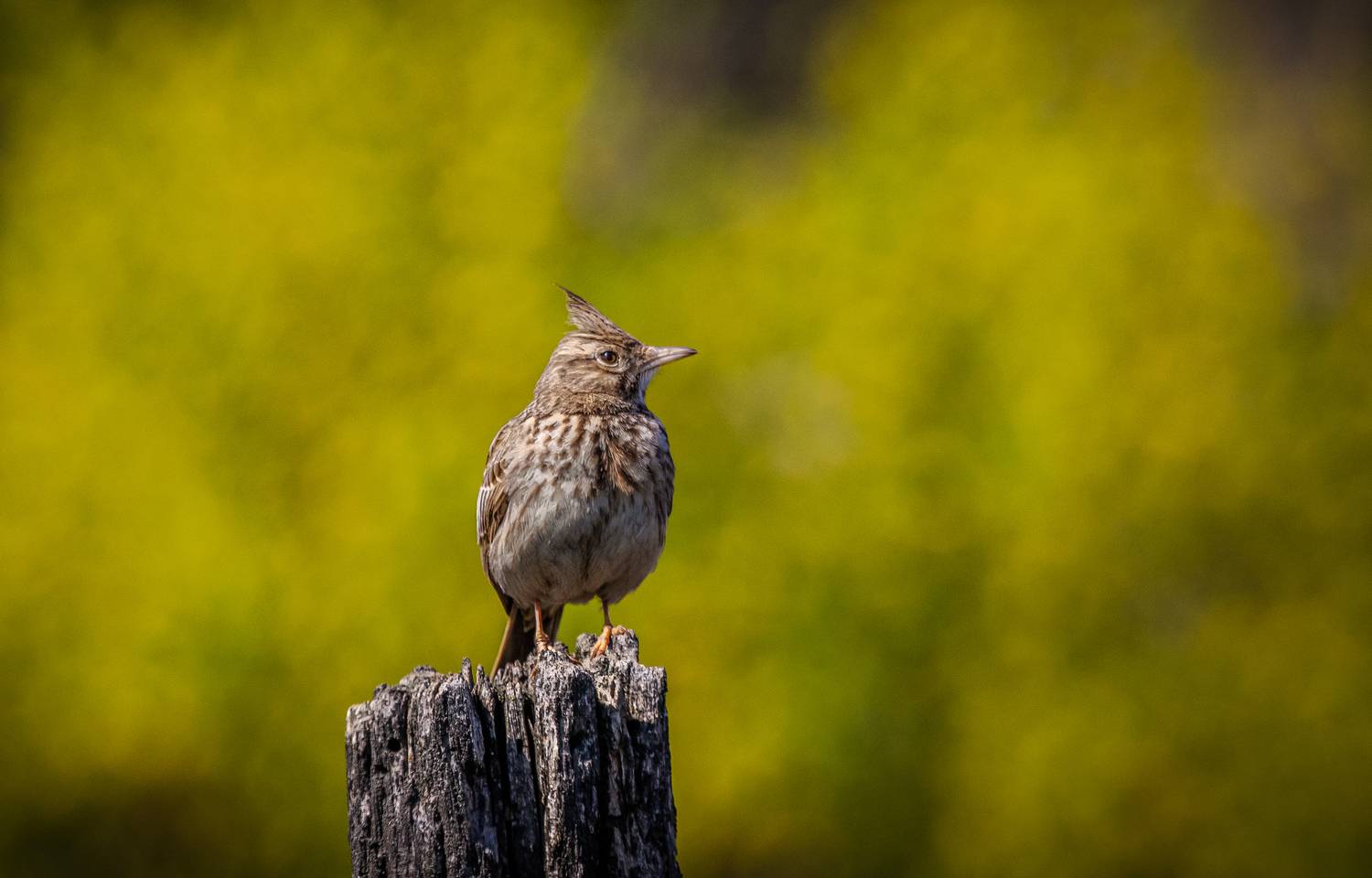 , Веревченко Михаил