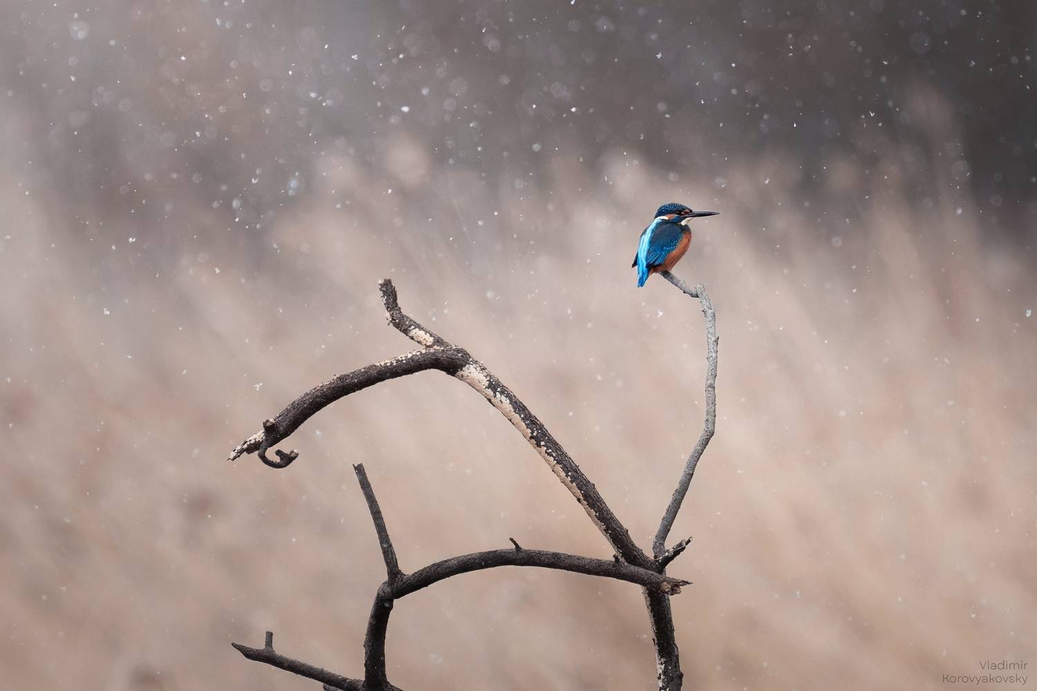 зимородок, птицы, снег, Vladimir Korovyakovsky