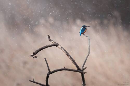 Голубой огонёк