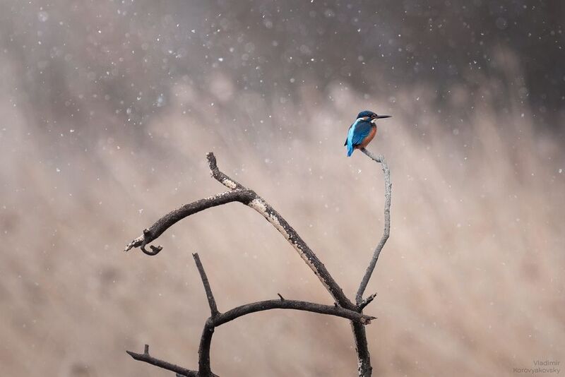 зимородок, птицы, снег Голубой огонёк фото превью